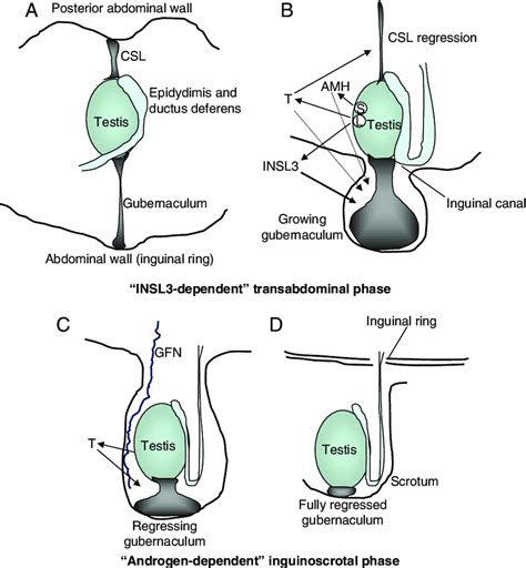 testiscle drop test|undescended testicles.